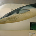 クジラのオブジェ