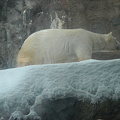 白クマ
