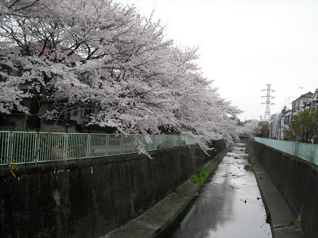 川沿いの桜