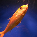 オレンジ色の魚