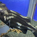 モノクロ魚