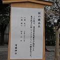 写真: 桜の標本木（看板）