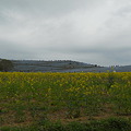 菜の花畑とネモフィラの丘