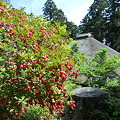 赤い花と切り株と茅葺屋根