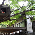 写真: 木の上に鬼太郎ハウス