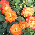 オレンジ薔薇