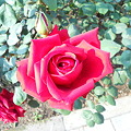 真紅の薔薇