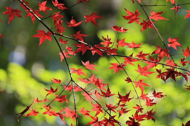 写真: 狭山丘陵の紅葉