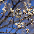 写真: 梅は咲いたか・・