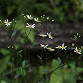 写真: シラヤマギク（白山菊）