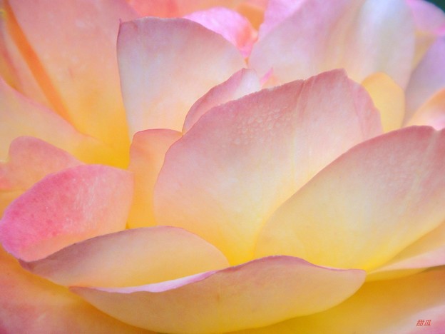 写真: 桃色の花びら