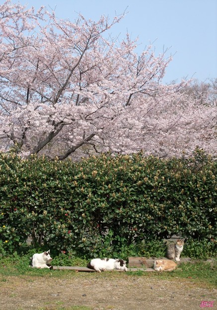 写真: 猫に桜
