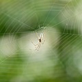 写真: 蜘蛛の糸の真ん中で一休み