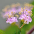 写真: ムラサキシキブの花