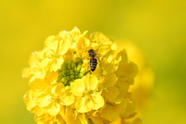 写真: 菜の花ミツバチ