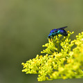 写真: 青い蜂　〜オオセイボウ〜