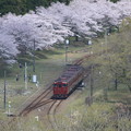 写真: 鉄道桜紀行4