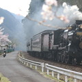 写真: 鉄道桜紀行7