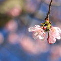 菊陽桜2