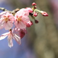 菊陽桜3