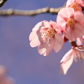 菊陽桜4