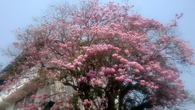 タベブイアの花です