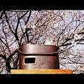 写真: 燗銅壺と花見　瑞鶴