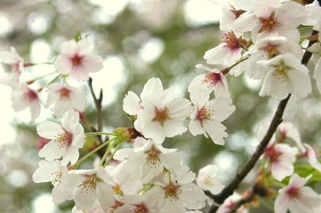 桜咲いてます