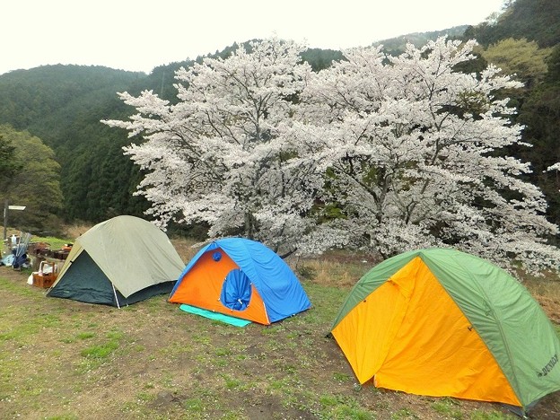 写真: 桜の下のテント
