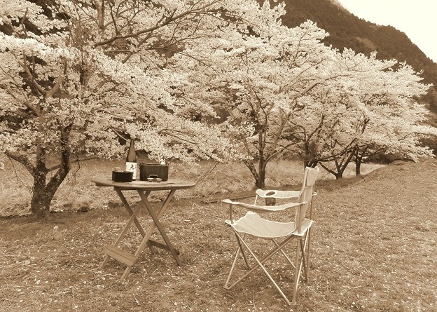 燗銅壺と桜
