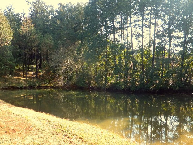 森の南にある池