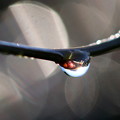 写真: 小枝に水滴