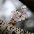 写真: 胴吹き桜