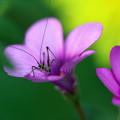 写真: 花と虫さん