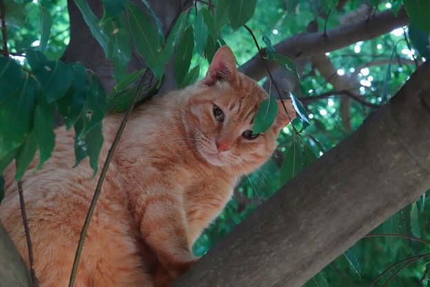 写真: 樹上のチャトラ