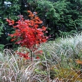 写真: 富幕山の紅葉