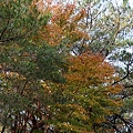 写真: ヒメシャラ　（姫沙羅）木の黄葉