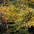 写真: カナクギの木