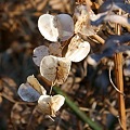 写真: ヤマノイモ （山の芋）　ジネンジョ（自然薯）の枯れ　種子