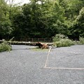 台風４号による倒木