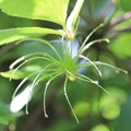 たまたま緑・・ハンショウヅル（半鐘蔓）種子　キンポウゲ科