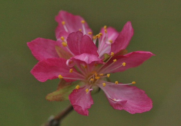 写真: 返り咲きのニワウメ（庭梅）　バラ科　狂い咲き、二度咲