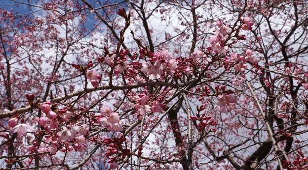 写真: ベニシダレ（紅枝垂れ桜）バラ科
