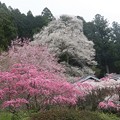 写真: 熊平の花桃とエドヒガン（江戸彼岸）　バラ科