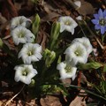 写真: 白花　ハルリンドウ（春竜胆）　リンドウ科