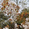 写真: カスミザクラ (霞桜）　バラ科