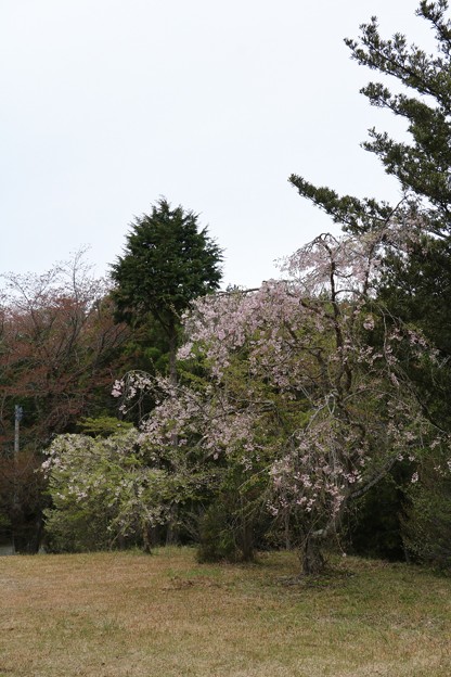 写真: 桜：イトシダレザクラ（糸枝垂れ桜）　バラ科