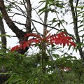 写真: 夏に赤い葉のヤマウルシ（山漆）　ウルシ科