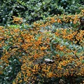 写真: トキワサンザシ（常盤山樝子）　バラ科別名：タチバナモドキ （橘擬）園芸種名：ピラカンサ