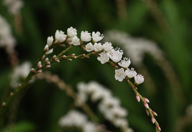 写真: シロバナサクラタデ （ 白花桜蓼 ）　タデ科